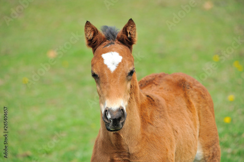 サラブレッドの子馬