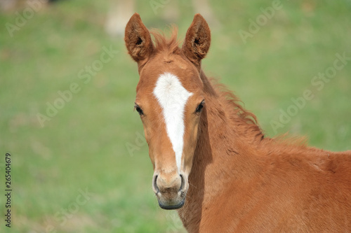 サラブレッドの子馬 © Gold