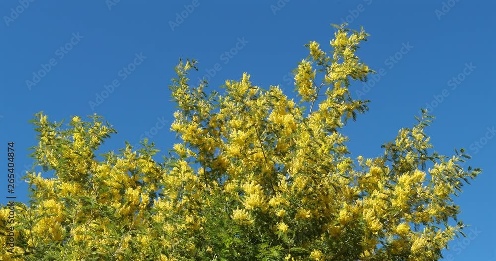 Mimosa blooming in southern France Mimosa blooming in southern France