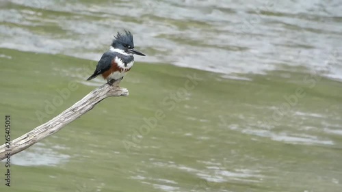 Belted Kingfisher female perched above the river