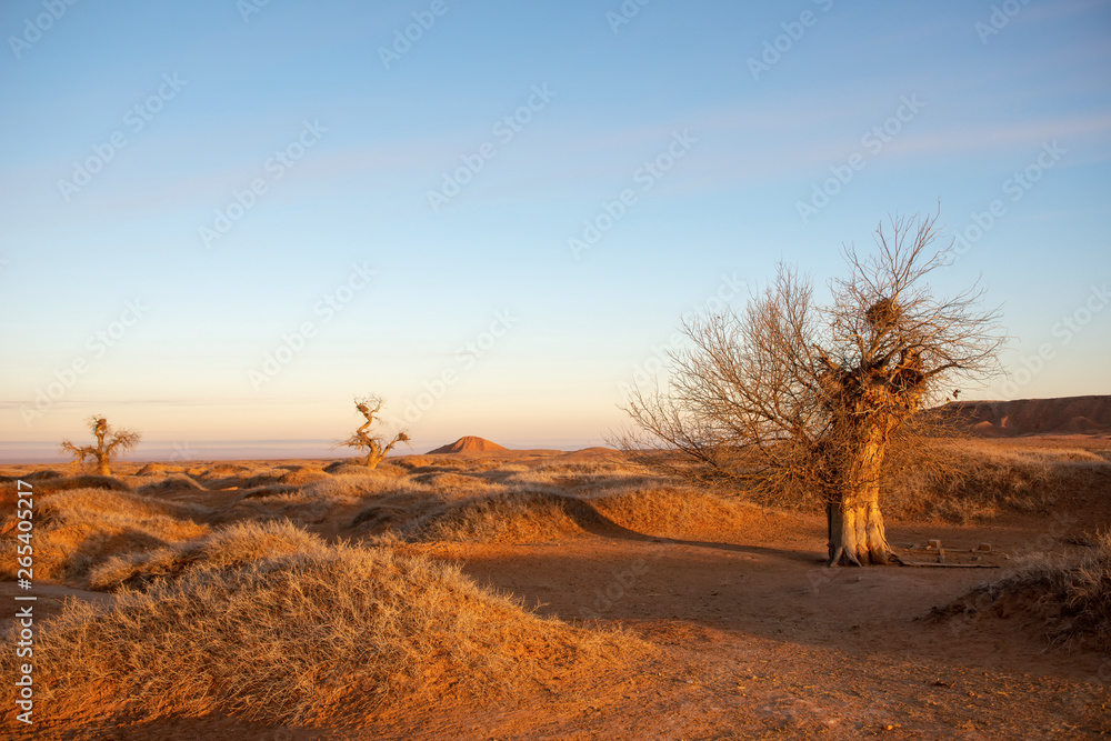 Obraz premium The tall Populus diversifolia trees in the morning in winter.