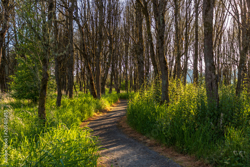 Forest Trail