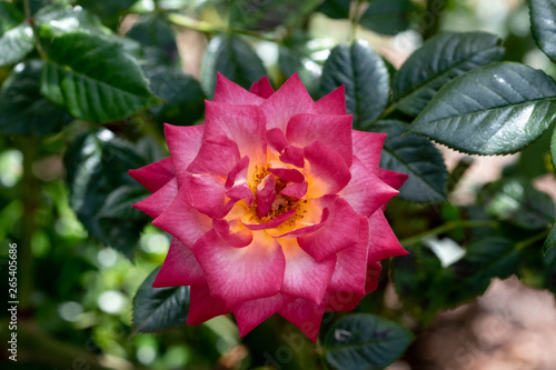 red flower in the garden