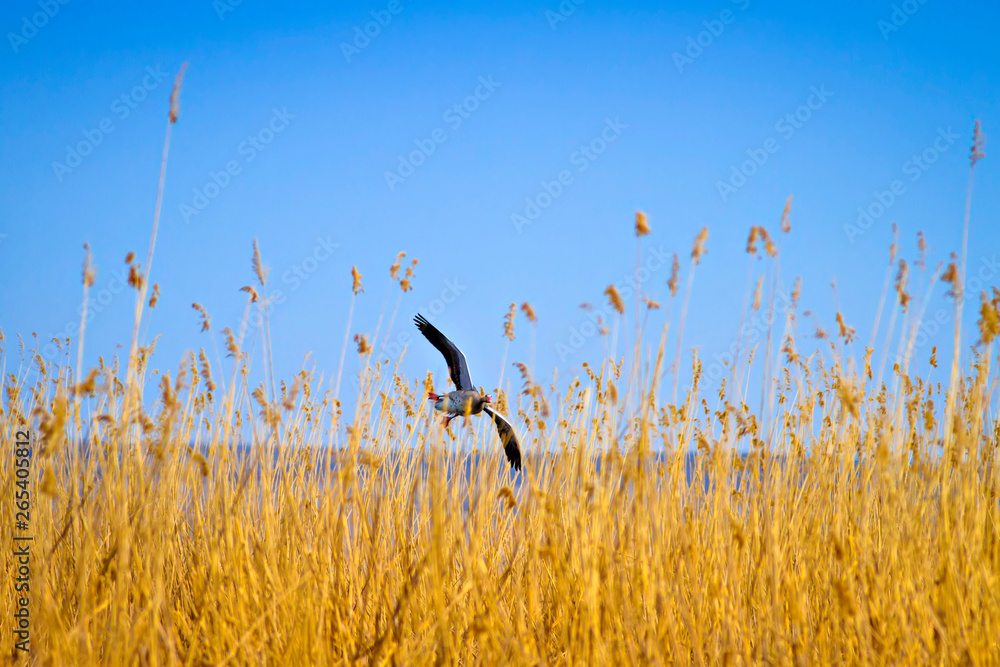 Flying goose. Yellow blue nature background. Flying goose. Yellow blue nature background.