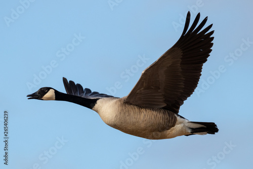 Canada Goose