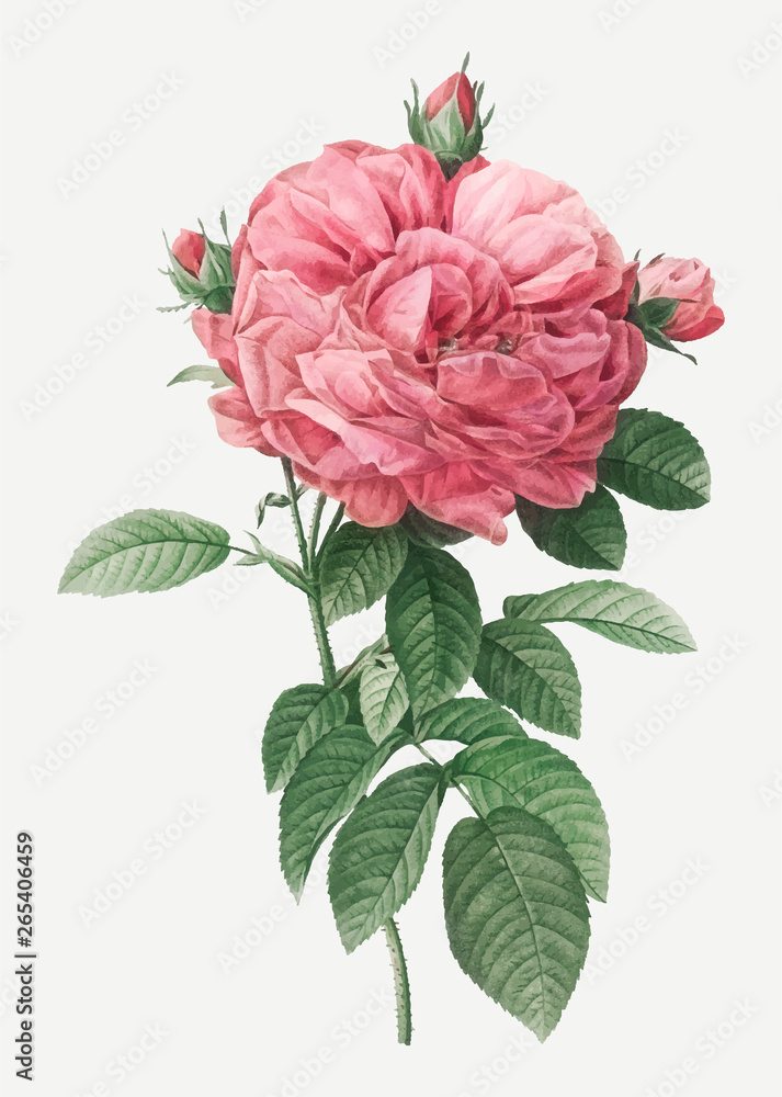 Giant french rose Giant french rose