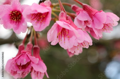 Close up of pink Japanese cherry blossoms blooming late winter in Waimea, Hawaii. © JodyAnn