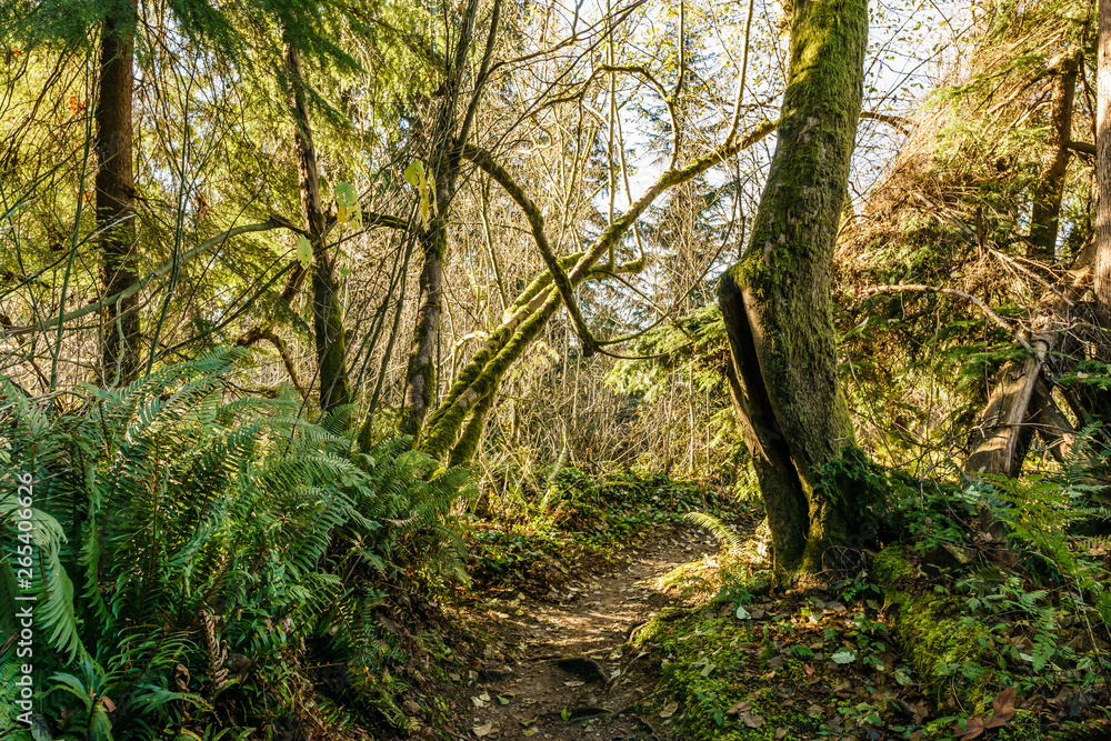 hiking trail in Burnaby Mountain park at sunny autumn day. hiking trail in Burnaby Mountain park at sunny autumn day.
