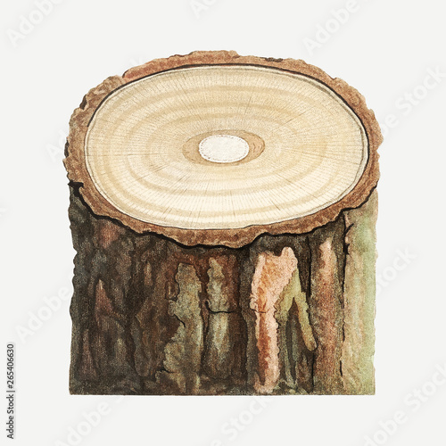 Tree stump