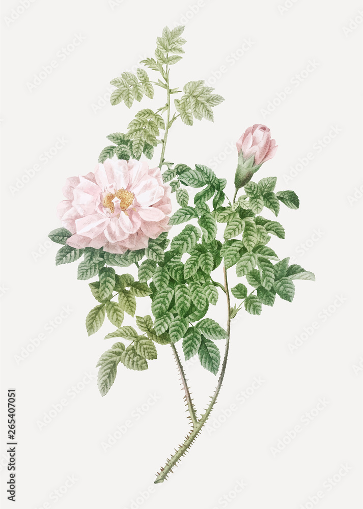 Obraz premium Ventenat rose in bloom