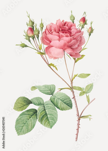 Pink cumberland rose
