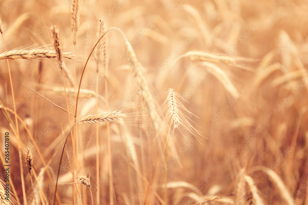 Fototapeta premium Sunny golden wheat field, ears of wheat close up background