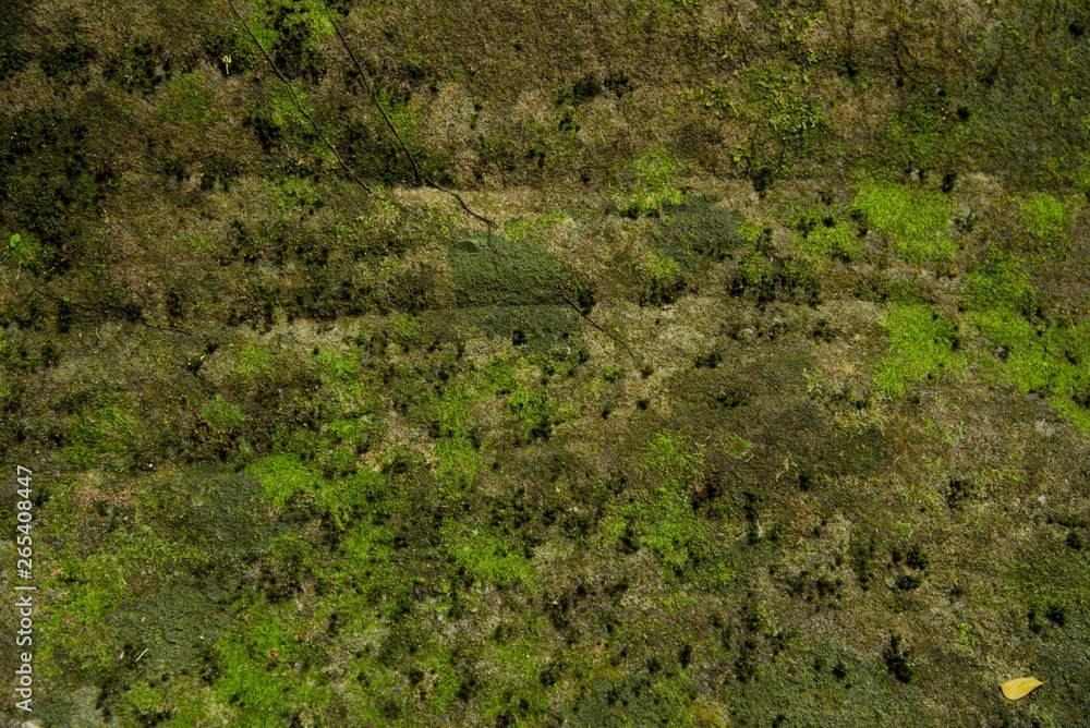 green moss texture and background green moss texture and background