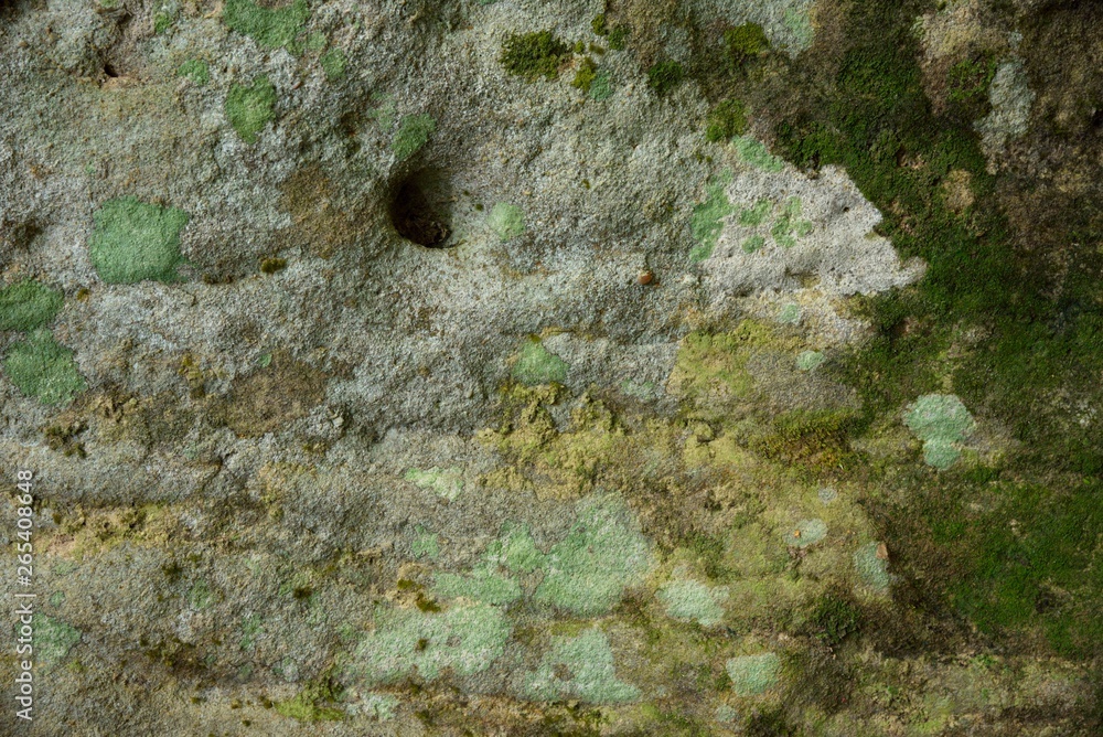 green moss texture and background green moss texture and background