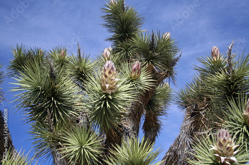 palm tree on background of blue sky © Gerald