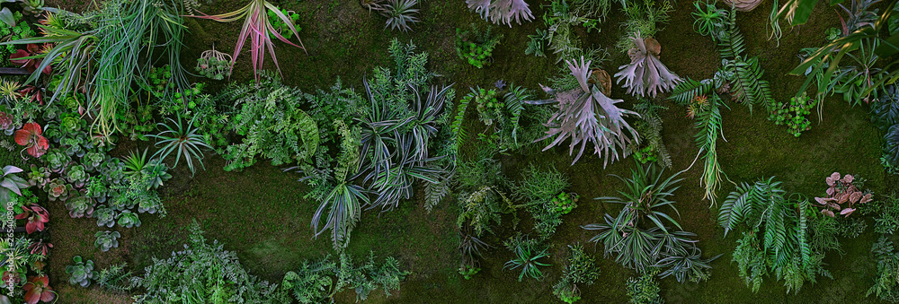 tropical leaf texture, nature dark green and purple foliage background. wide variety of tropical exotic plants - ferns, moss, Liana. tropical forest plant, Environment, concept nature template. banner - obrazy, fototapety, plakaty 