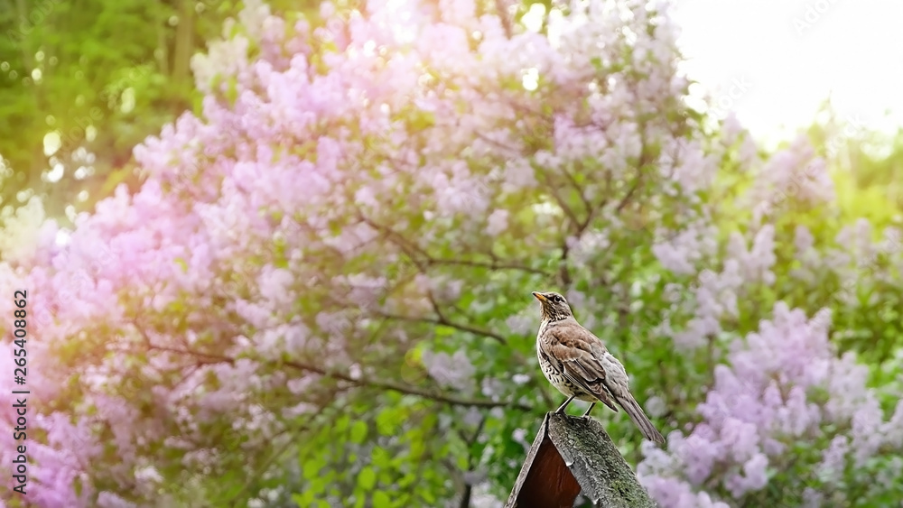 bird song thrush on spring nature background. spring season. Thrush (Turdus philomelos) on lichen covered wood, green garden scene. Beautiful nature scene with bird Song Thrush. soft focus bird song thrush on spring nature background. spring season. Thrush (Turdus philomelos) on lichen covered wood, green garden scene. Beautiful nature scene with bird Song Thrush. soft focus