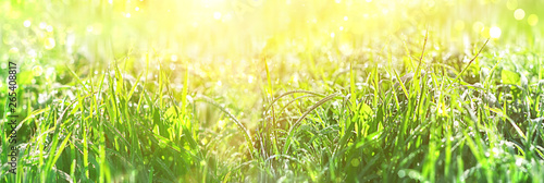 Juicy green grass with drops of water dew in morning light in summer meadow outdoors. Beautiful artistic image of purity  freshness of nature. abstract blurred background. close up. copy space. banner