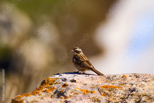 Cute bird. Green nature background. Bird: Raddes Accentor. Prunella oculari.  photo