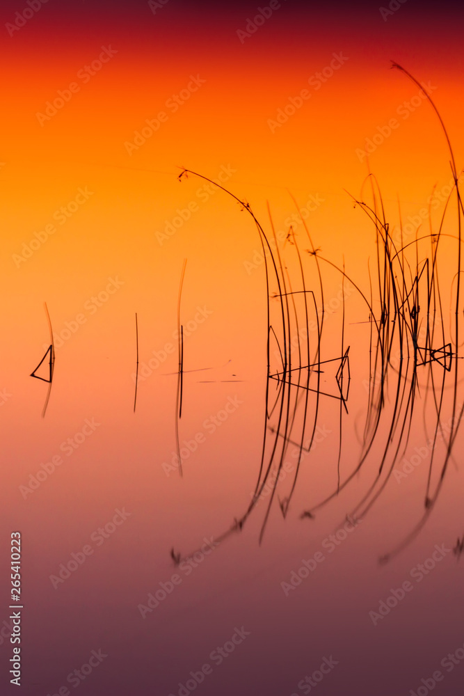Obraz premium Long exposure photography. Lake water and plants. Abstract nature photo.