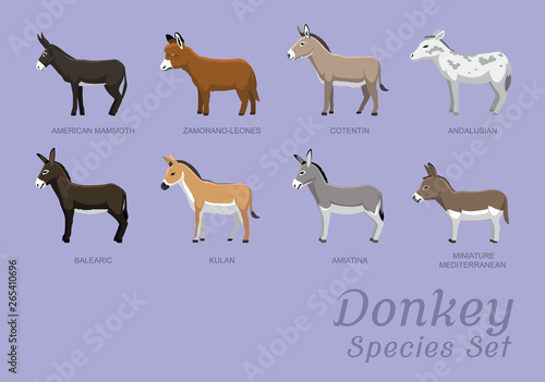 Various Donkey Species Set Cartoon Vector Illustration