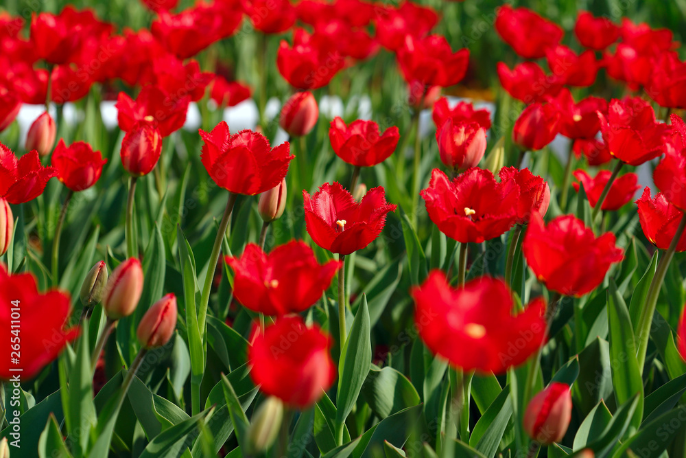 Flower background. A field of red tulips. Blur, close-up, side view, plenty of space for text, horizontal. Concept of natural beauty.