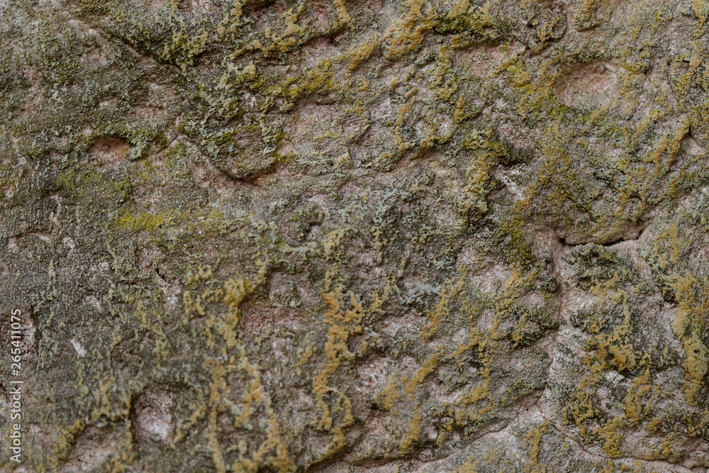 Background texture of gray stone with cracks and irregularities  and green divorce. Blur, close-up, top view, plenty of space for text, no one. The concept of design.
