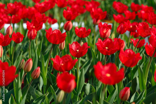 Flower background. A field of red tulips. Blur  close-up  side view  plenty of space for text  horizontal. Concept of natural beauty.