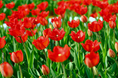 Flower background. A field of red tulips. Blur  close-up  side view  plenty of space for text  horizontal. Concept of natural beauty.