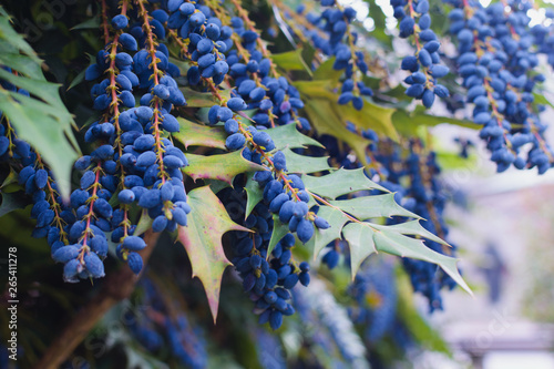 Mahonia shrub. Branch with spiny leaves and blue black berries. photo
