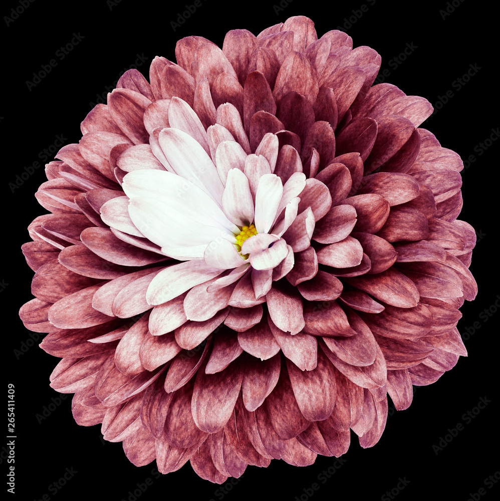 brown-red flower  chrysanthemum on the black isolated background with clipping path  no shadows. Closeup.  Nature.