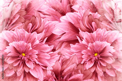 Floral pink background. Pink-white flowers dahlias. floral collage. Flower composition. Nature.
