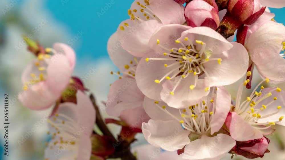 Apricot fruit flower blossom timelapse on a blue background