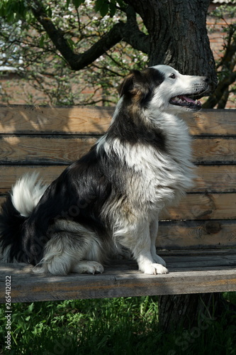 dog on Park bench