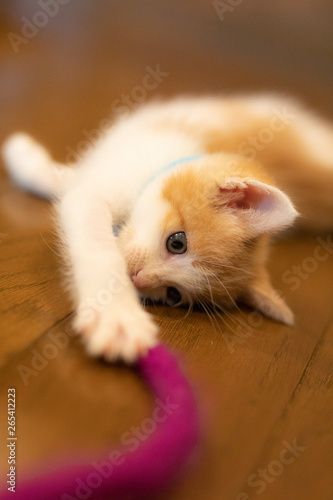 cat