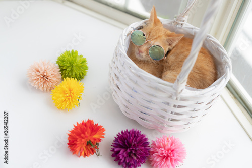 cat