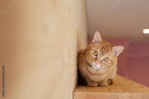 cat