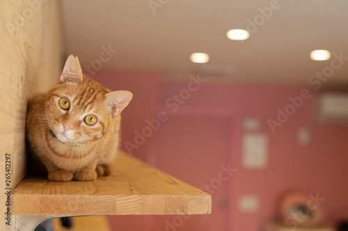 cat