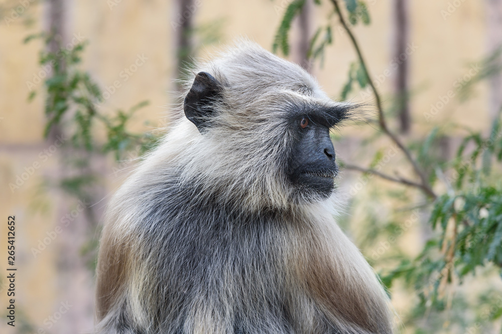 Portrait of Gray langur monkey in Amber fort. India