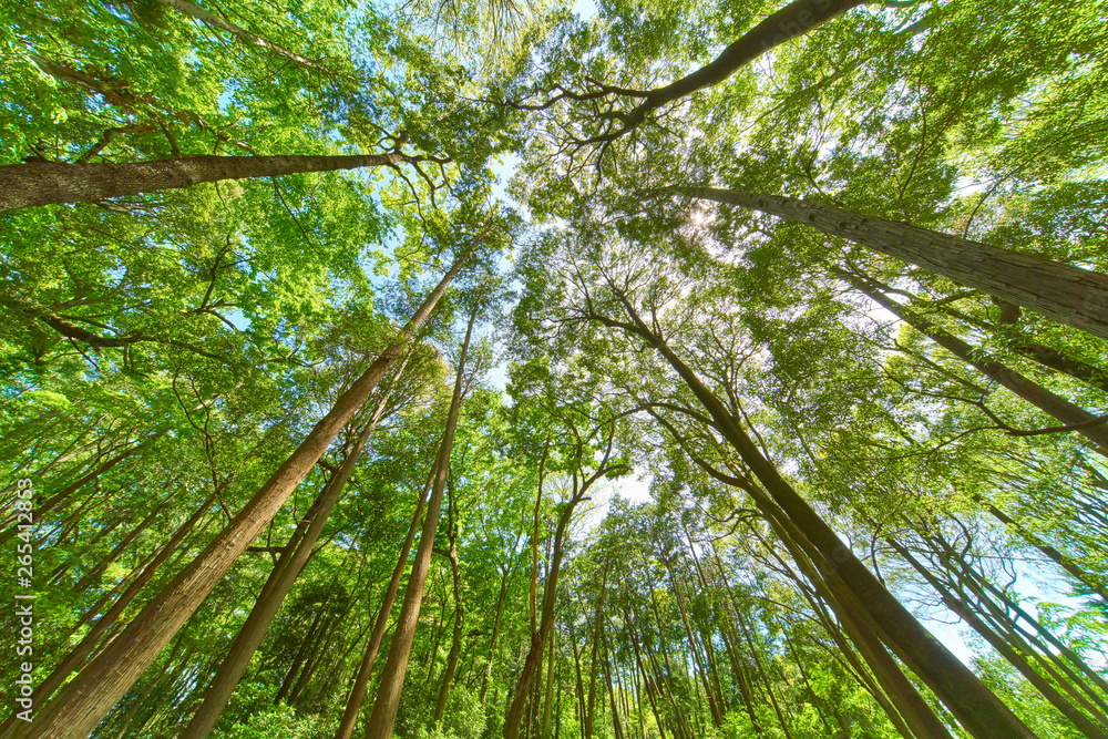 Obraz premium ローアングルで超広角の森
