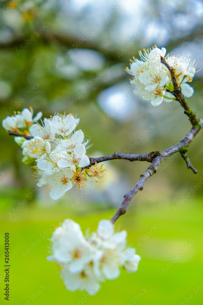 Spring flowers cherries blossom white closeup