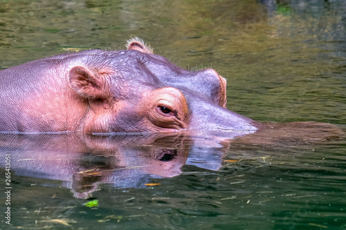 Hippo floating swimming eyes on water surface portrait