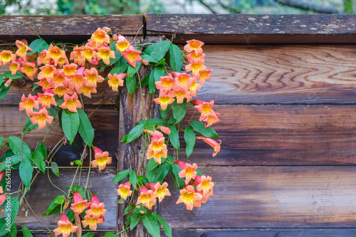 Fototapeta Naklejka Na Ścianę i Meble -  Spring flowers morning glory blossom closeup backyard fence
