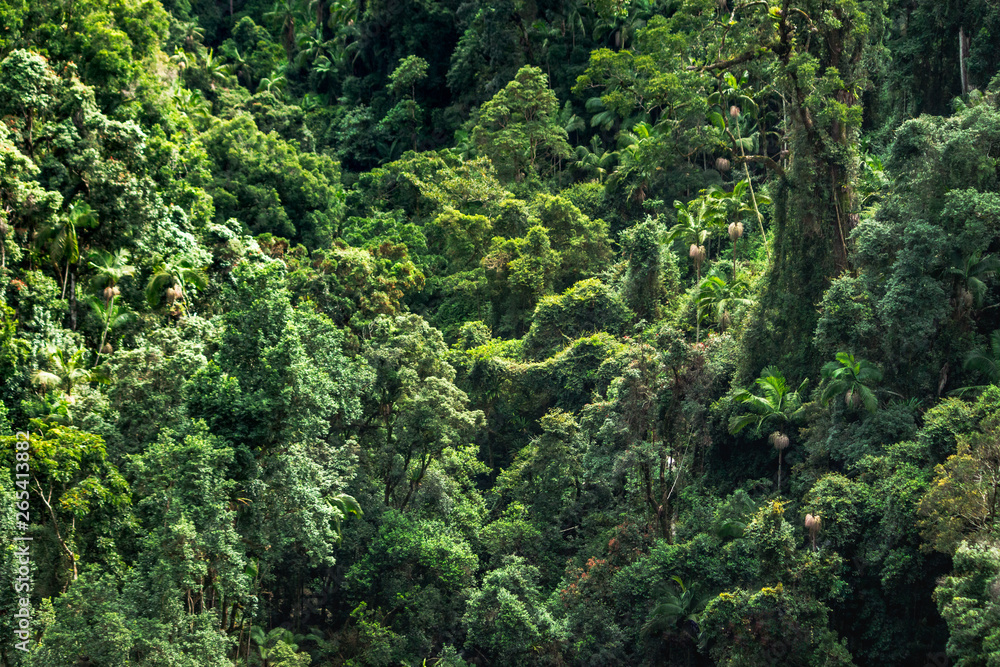 just tree tropical summer forest jungle nature pattern from sky Australia Springbrook nature in beauty