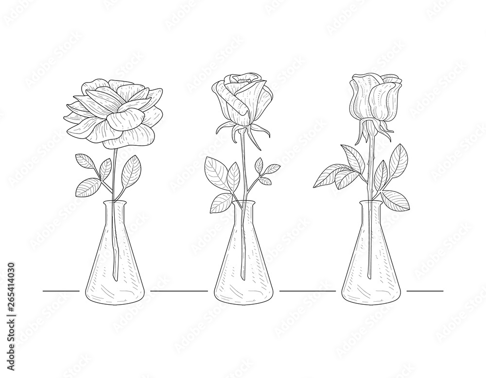 Blooming Rose Flowers in Glass Vase Hand Drawn Vector Illustration Blooming Rose Flowers in Glass Vase Hand Drawn Vector Illustration