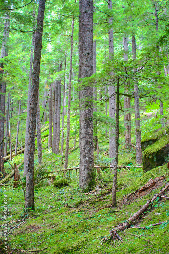 Naklejka premium Rain forest green pine tree woods in Mountain Rainier national park