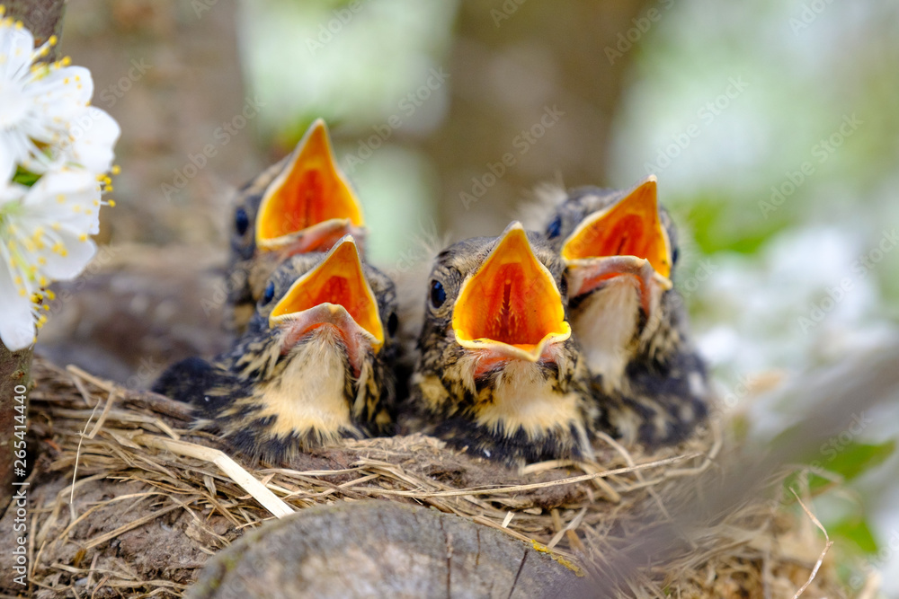 Bird brood in nest on blooming tree, baby birds, nesting with wide open ...