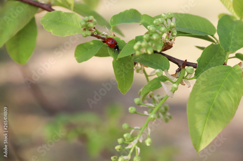 A small red beetle on a green branch of a Bush with flower buds in the spring forest © elena