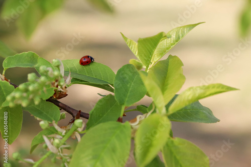 A small red beetle with black spots on a branch of cherry with buds in the spring forest