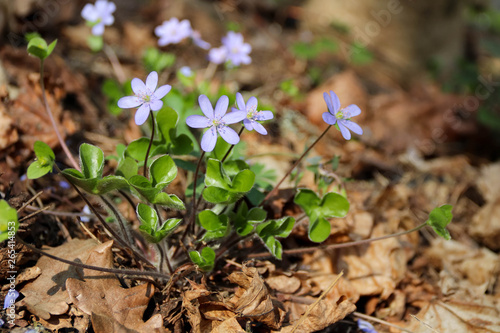 The first spring blue flowers bloomed in the forest © elena